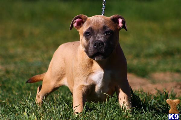 American Pit Bull Puppies